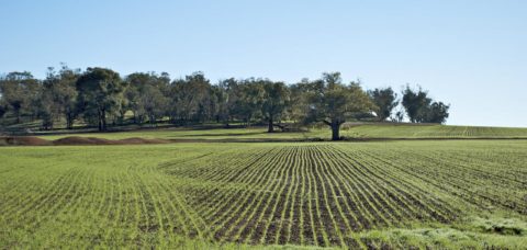 terreni-agricoli