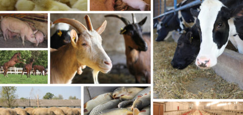 Farm Animal