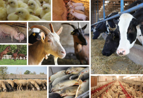 Farm Animal