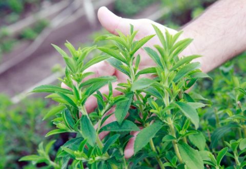 stevia-by-lulu-fotolia-750