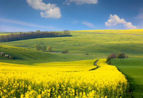 jpg20150513203315394558 Panoramic landscape of colorful yellow-green hills with ground road, blue sky and clouds