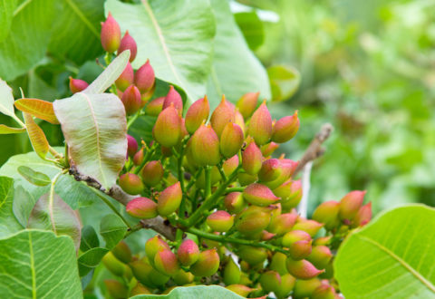 Ripening the fruit of the pistachio tree