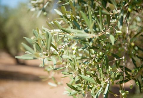 olivo-ramo-olive-ulivo-olivicoltura-by-fabioderby-fotolia-750