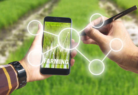 Hand holding smart phone and electronic pen with blank business icon and up trends income chart on screen over rice field background for Ecology Farming Agriculture business, Environment Concept.