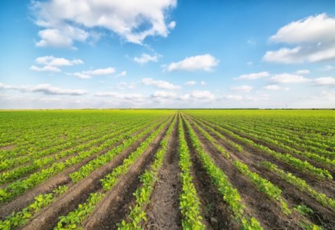 campo-agricolo-agricoltura-colture-by-sondem-fotolia-750