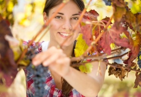 giovani-ragazza-donna-donne-vite-vigneto-uva-igor-mojzes-fotolia-750x500