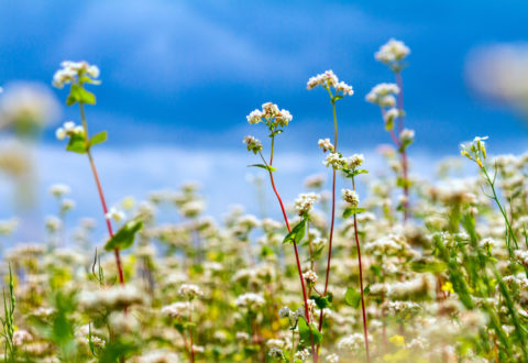 Blooming buckwheat field under the summer sky with clouds