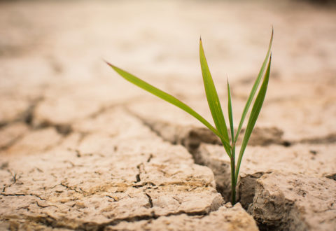 Little green plant on crack dry ground, concept drought