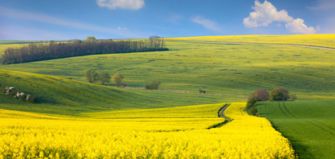 jpg20150513203315394558 Panoramic landscape of colorful yellow-green hills with ground road, blue sky and clouds