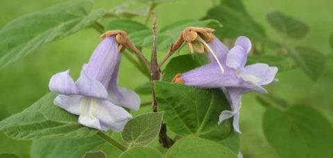 fiori viola di Paulonia. Paulonia tormentosa. albero in fiore.
