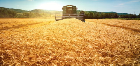 Harvester machine to harvest wheat field working