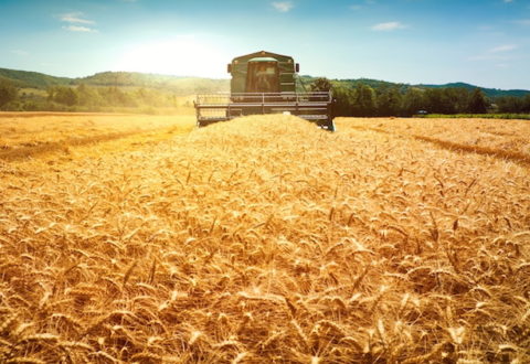 Harvester machine to harvest wheat field working