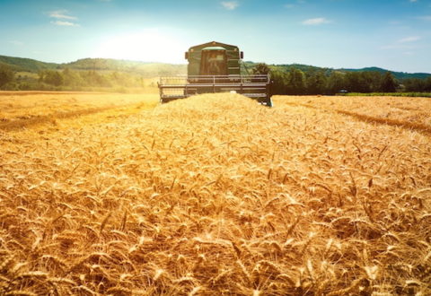 Harvester machine to harvest wheat field working