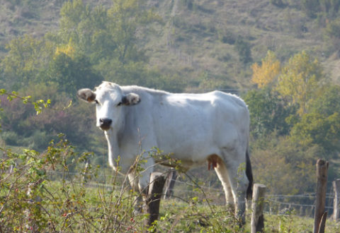 bovino-manza-romagnola-ag