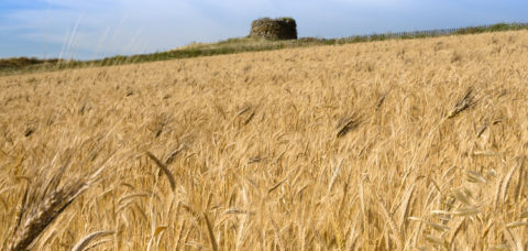 Campo di grano in Sardegna