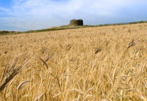 Campo di grano in Sardegna