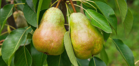 Ripe pears on tree branch. Organic pears in the garden. Close up view of Pears grow on pear tree branch with leaves under sunlight. Selective focus on pears.