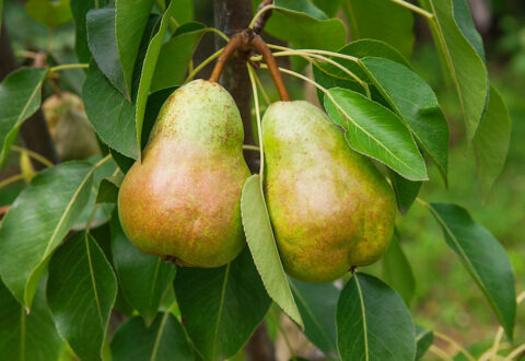 Ripe pears on tree branch. Organic pears in the garden. Close up view of Pears grow on pear tree branch with leaves under sunlight. Selective focus on pears.