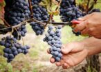 vendemmia-uva-grappolo-grappoli-by-anna-khomulo-adobestock-750x501