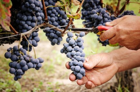 vendemmia-uva-grappolo-grappoli-by-anna-khomulo-adobestock-750x501